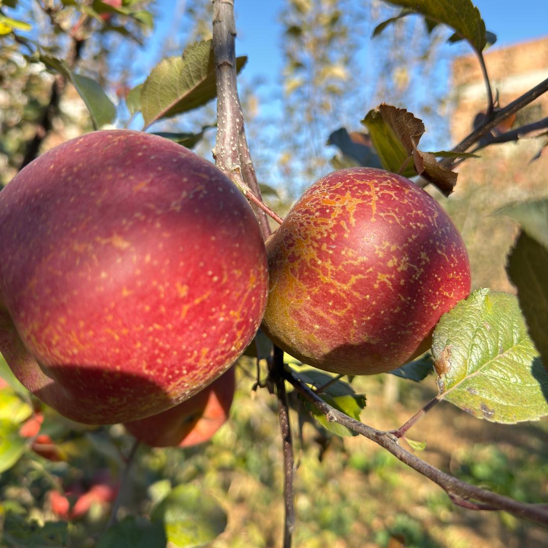 骜骄姐姐昭通溏心苹果铺