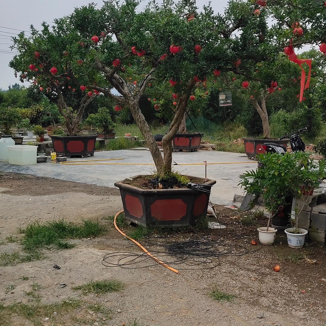 峄城区凯瑞园林苗木中心