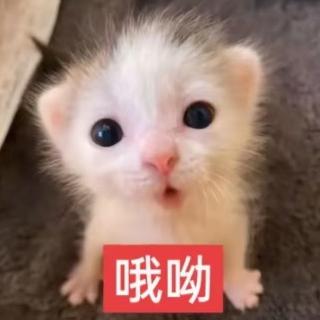 峫鸢