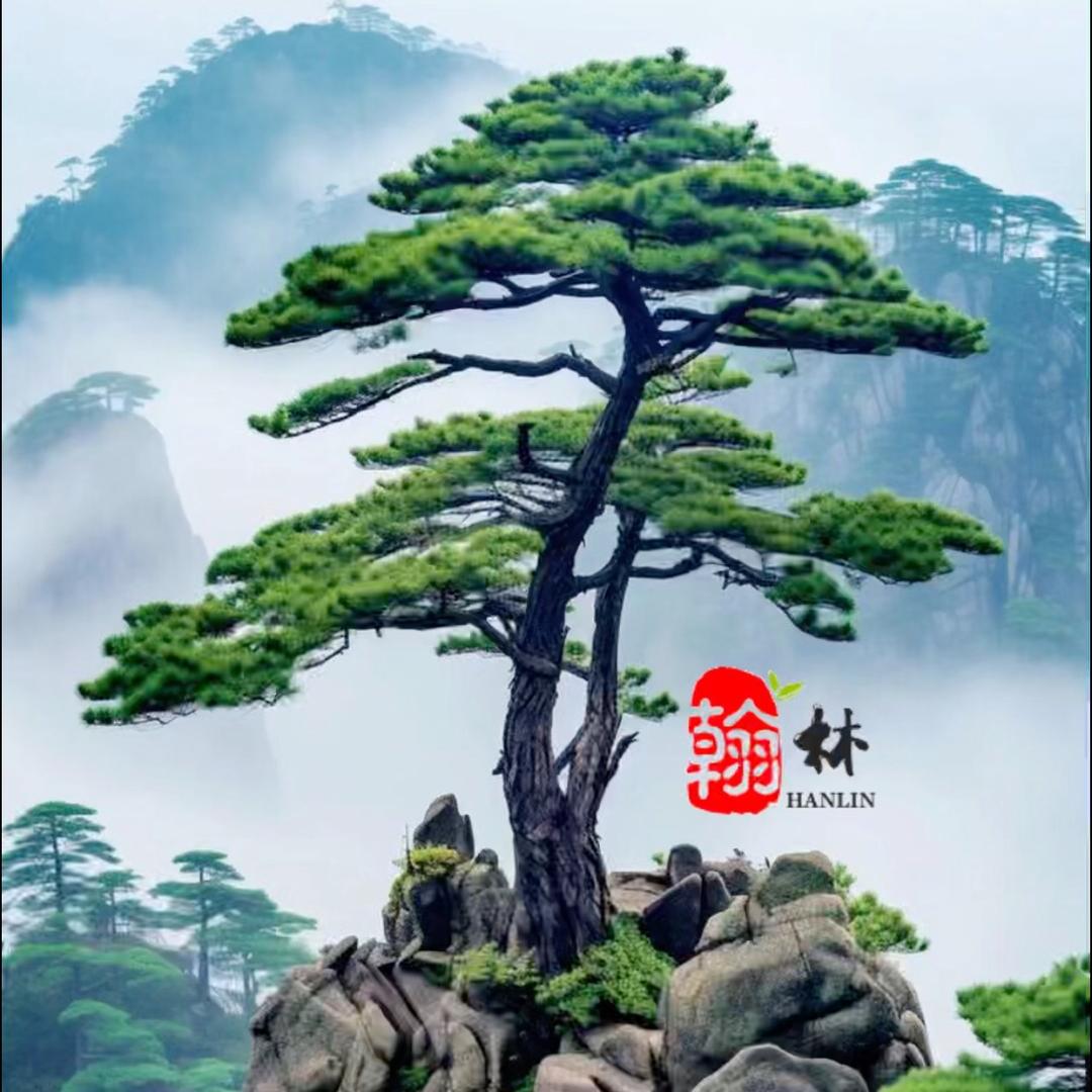 明星苗木（翰林言松）