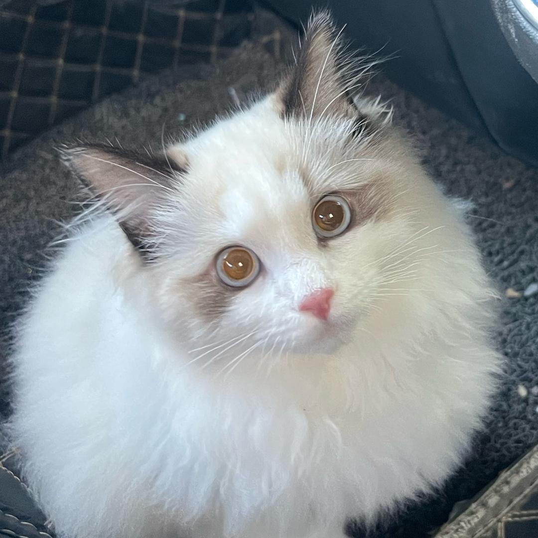 汤圆是只喵😸