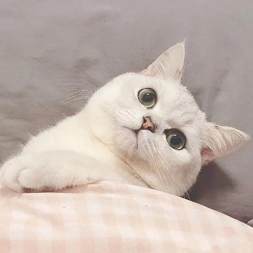 王姐