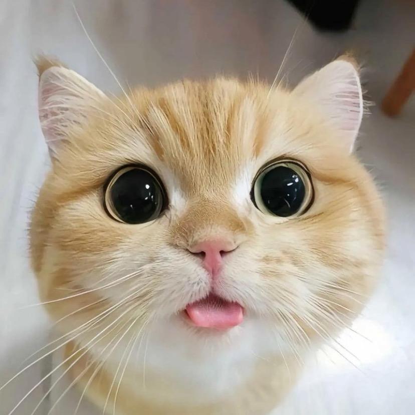 娟娟的萌喵日记