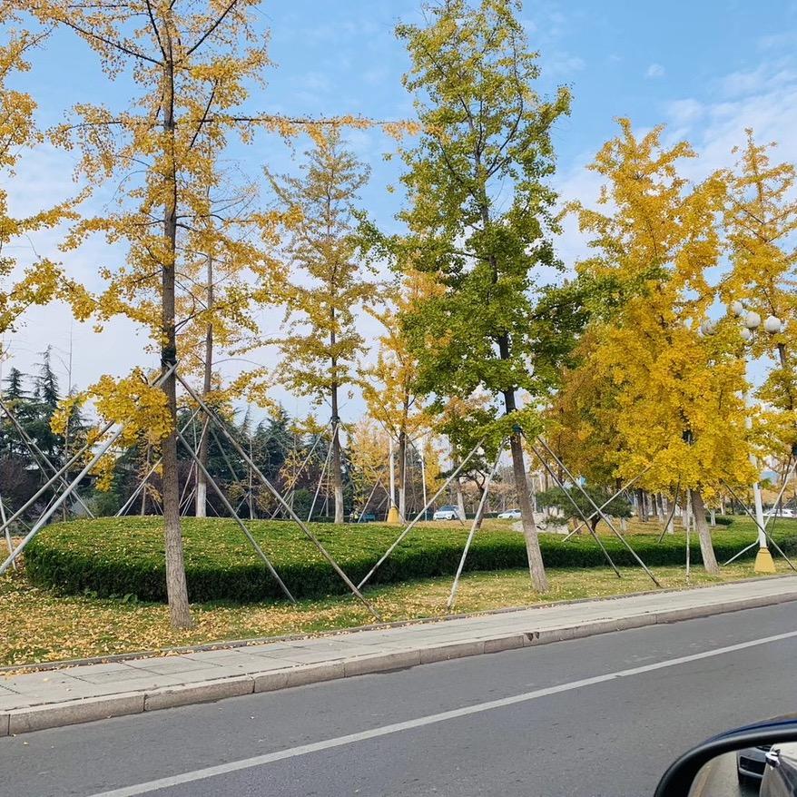 向日葵🌻🌻