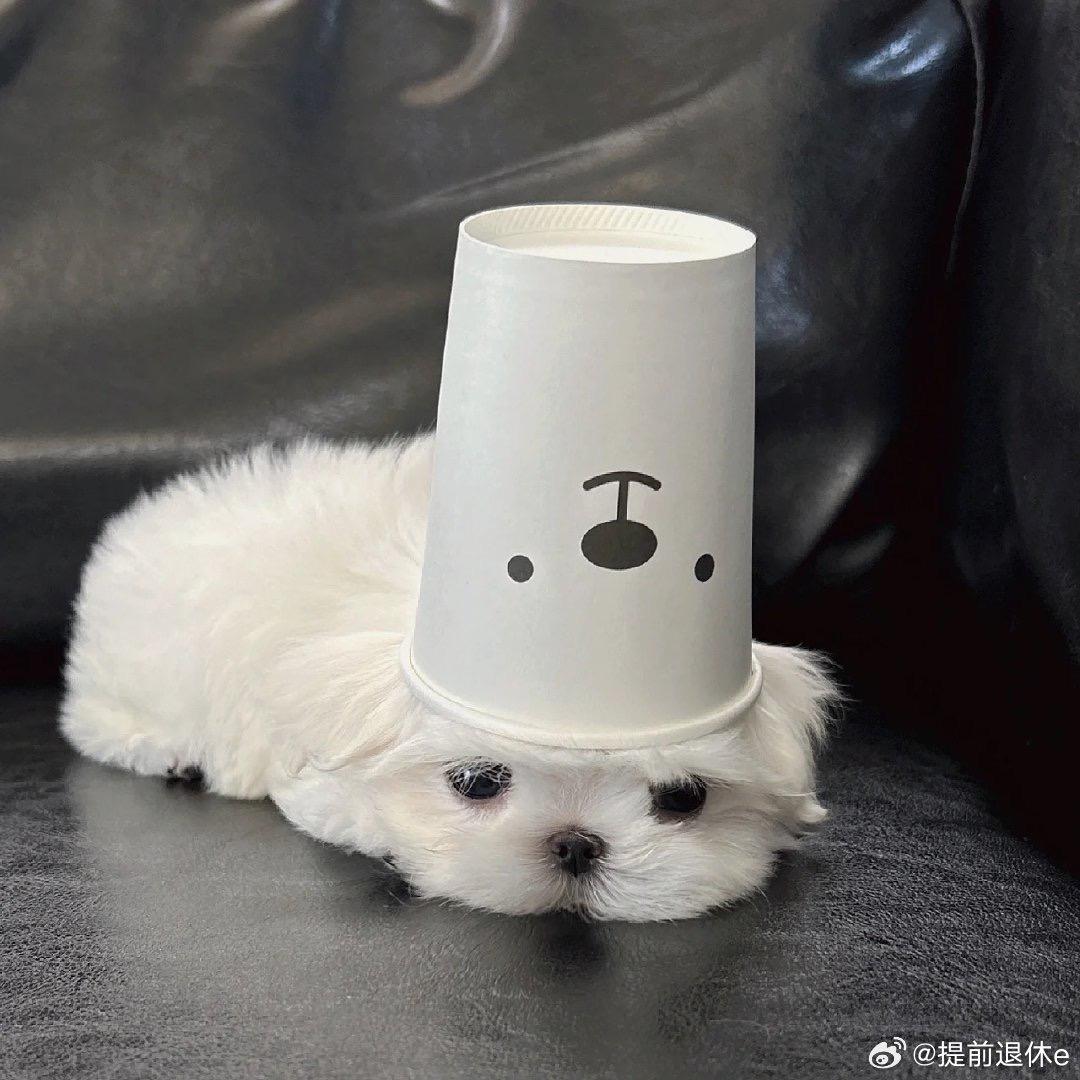 小白白