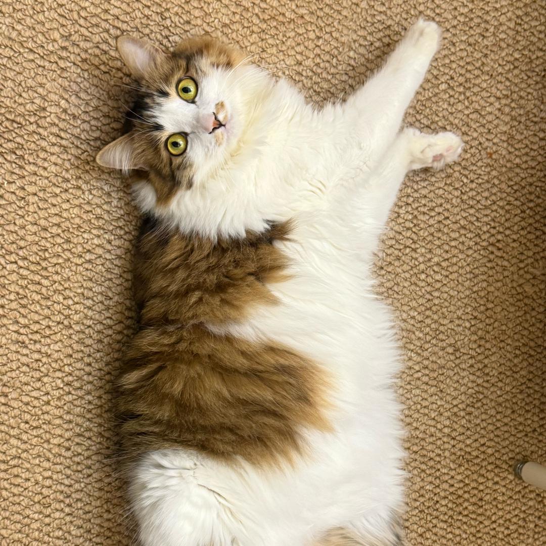小猫日记🩷