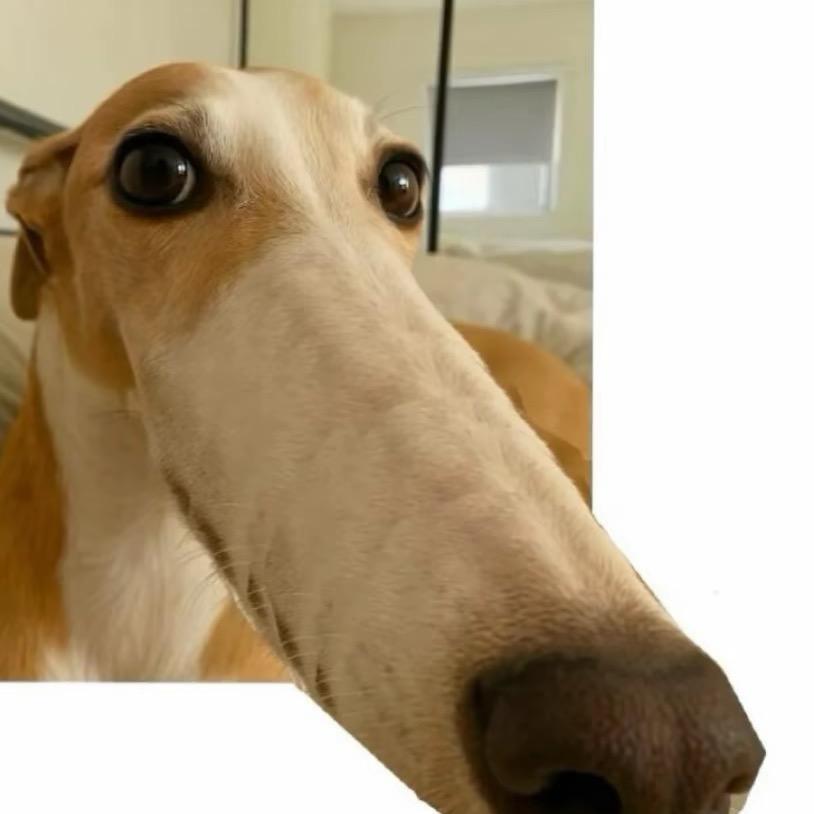 热爱跳水的卤蛋