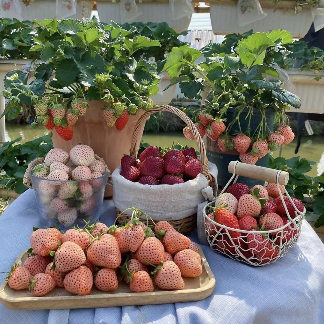 精品绿植花卉企业店