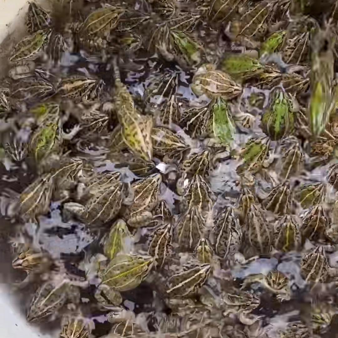 小星养蛙🐸记