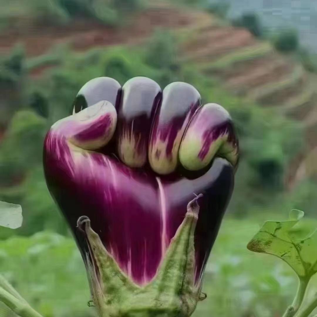 火兰