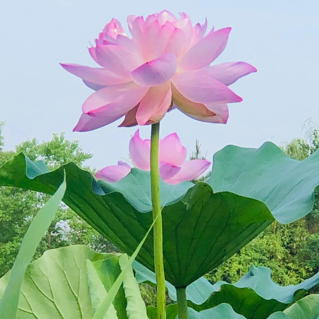 难得糊涂