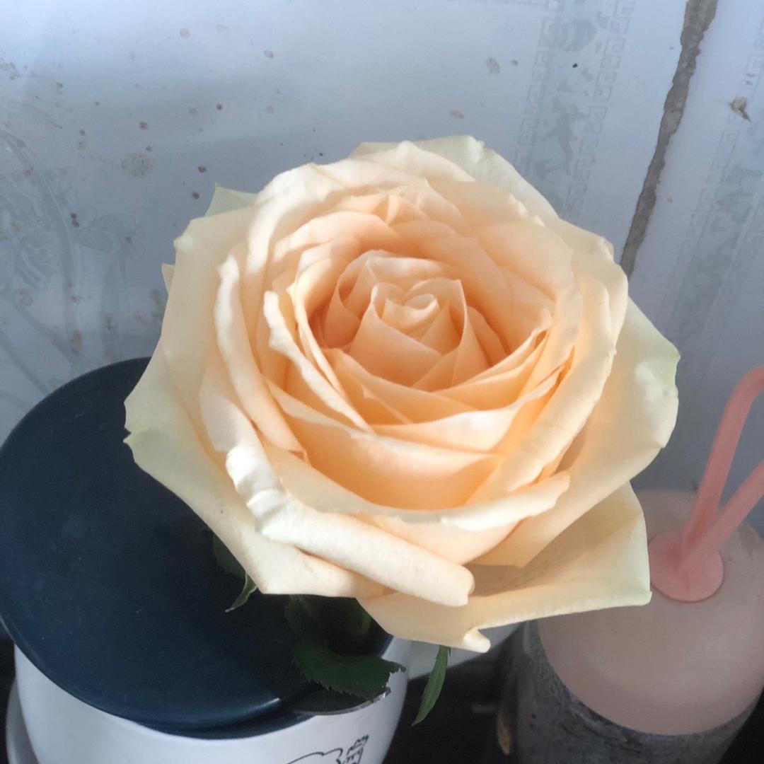 夷陵乌鸦养殖场n