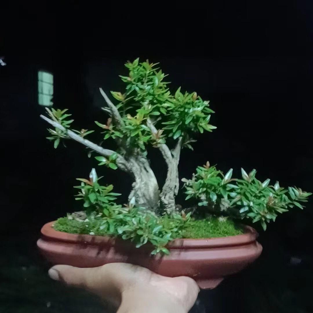 婷静电子商务（盆景素材）