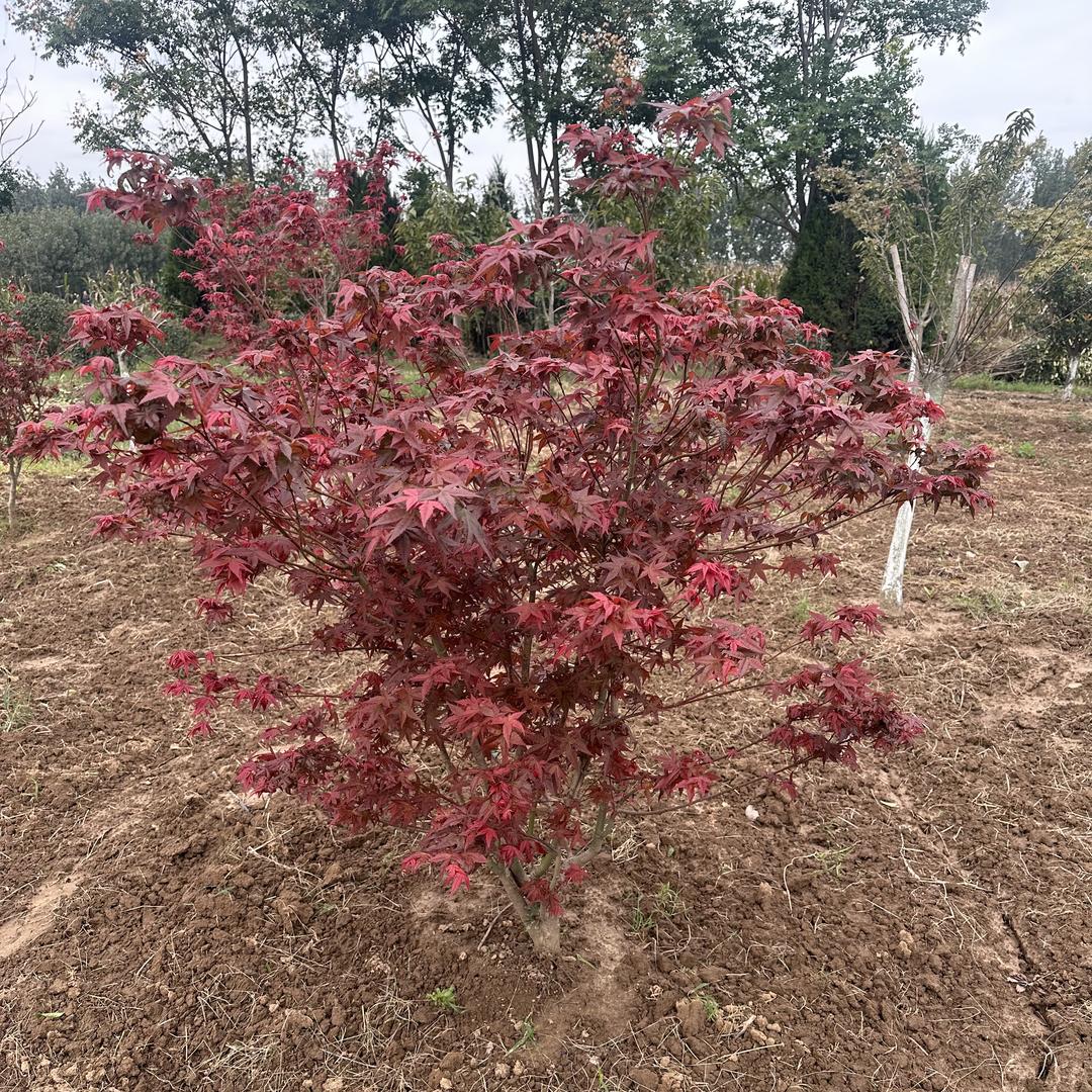 沭阳县玲芝花卉苗木基地