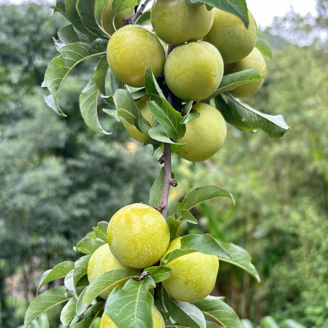 天虹传媒