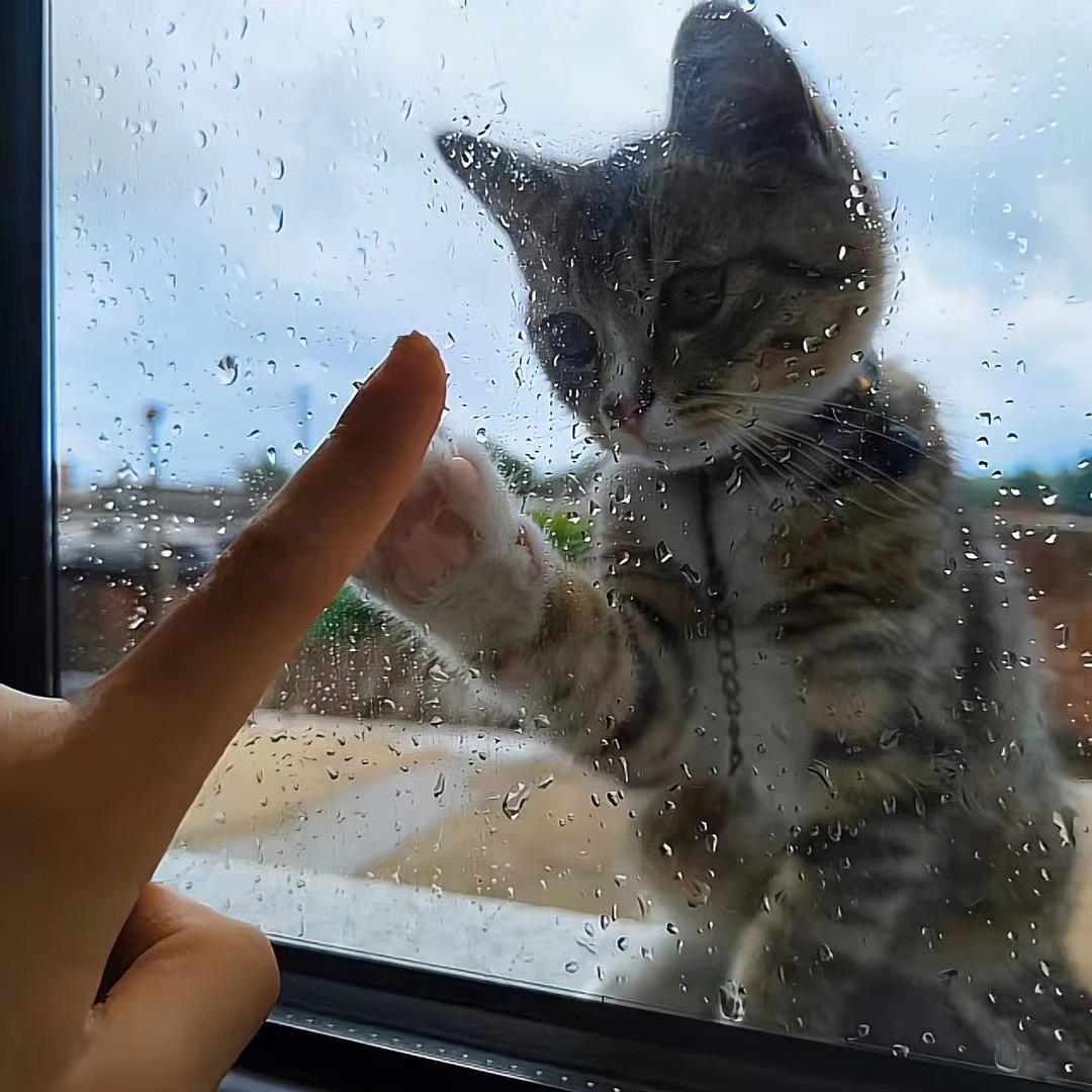好吃的狗牙