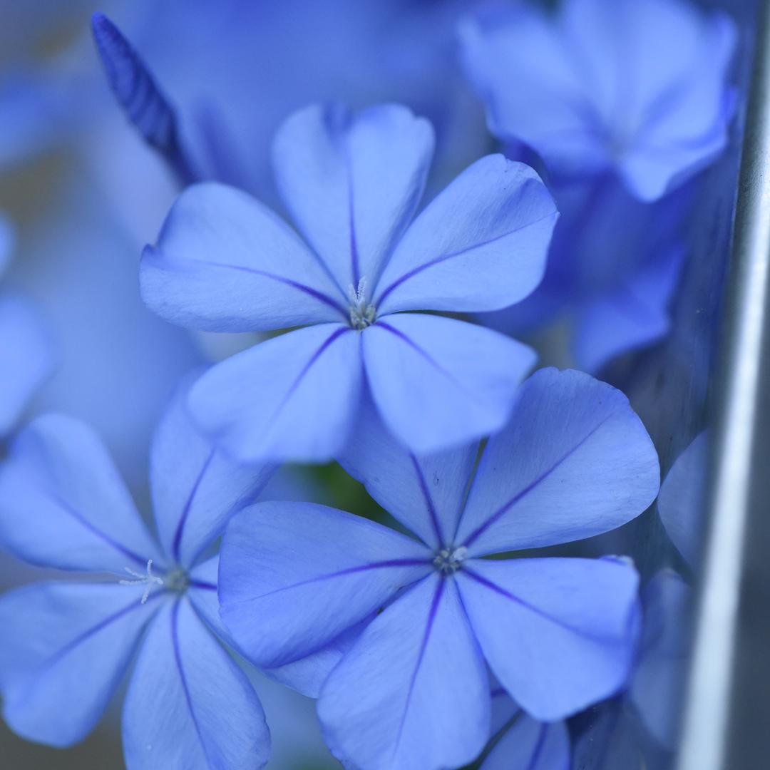 花花世界