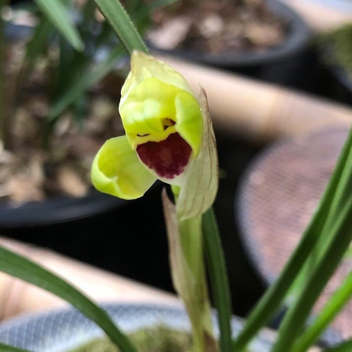 乡村兰花