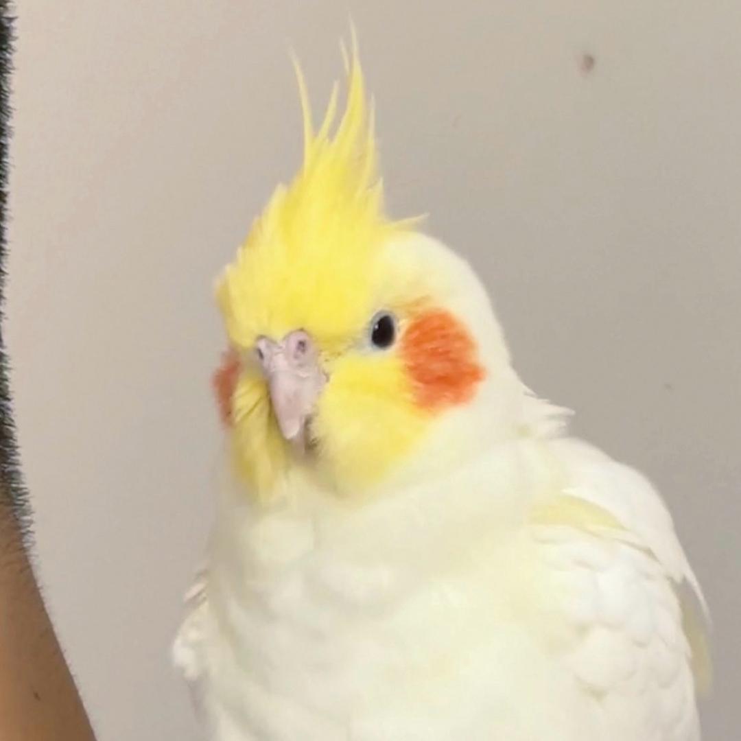 黎黎的小鸡们