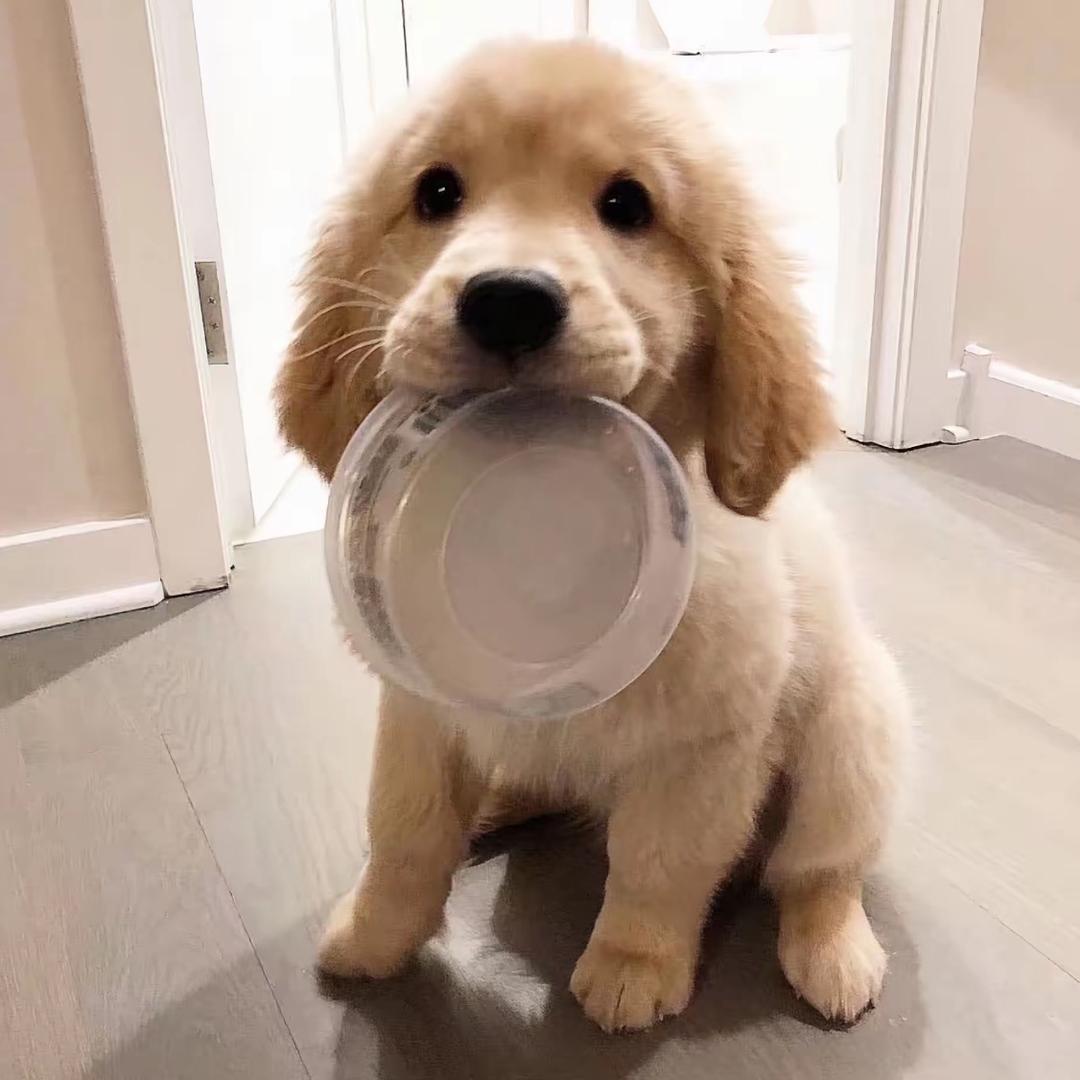 开心小金毛
