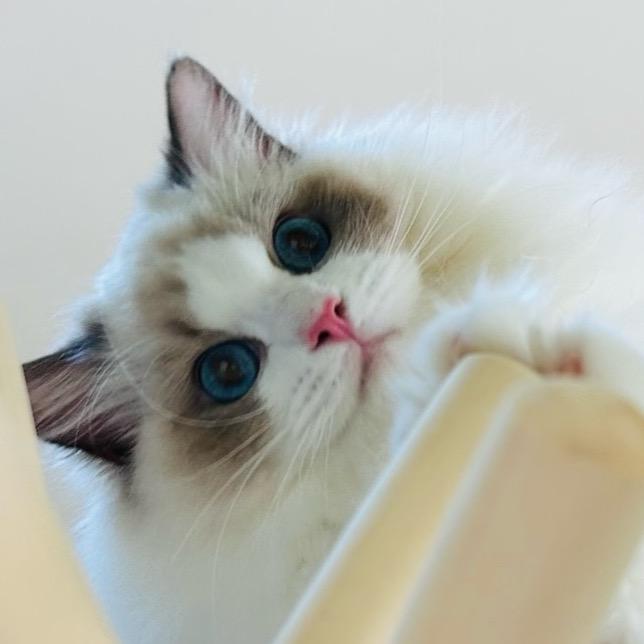 小北养了6只猫