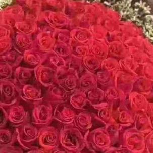 宝凤花开🌹🌹🌺🌺🍎🍎