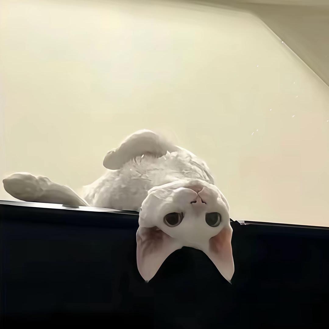 鲫鱼汤.