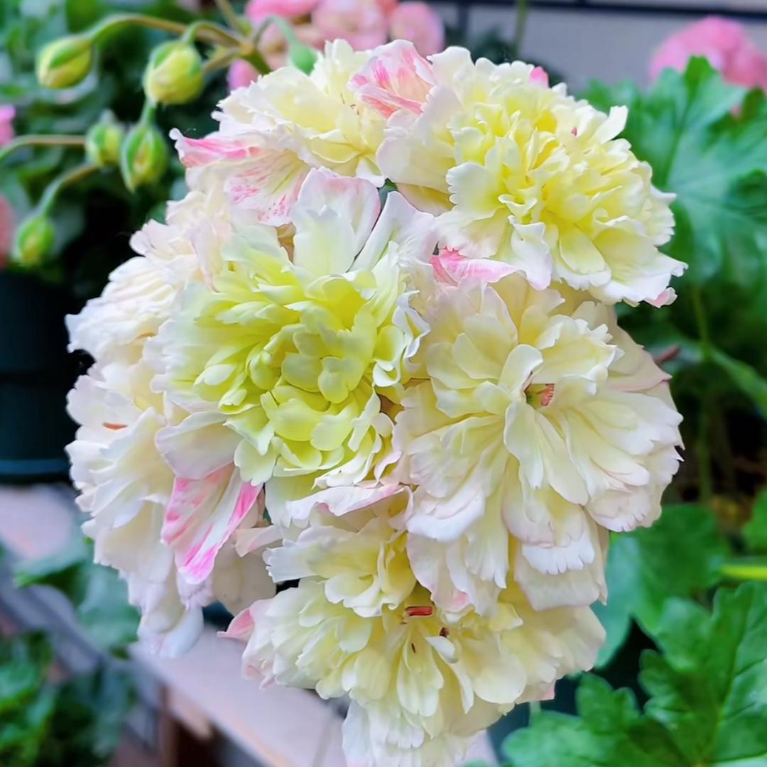 一品花
