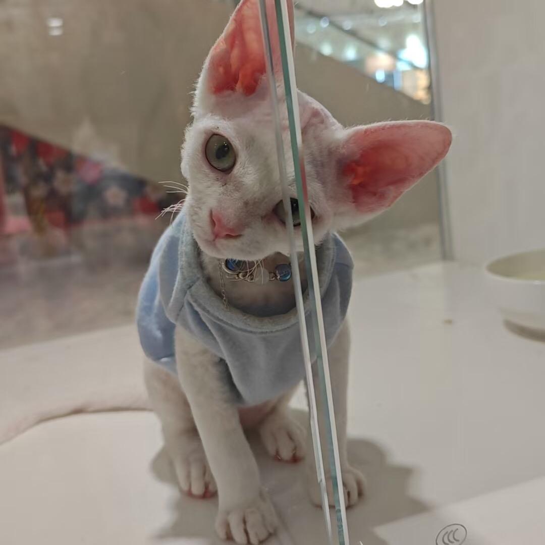 盟心心