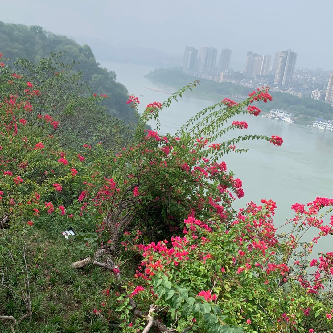 草莓小番茄🍅