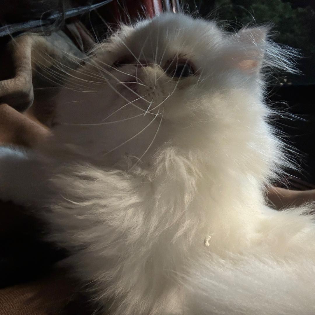 一棵鲨鱼辣椒