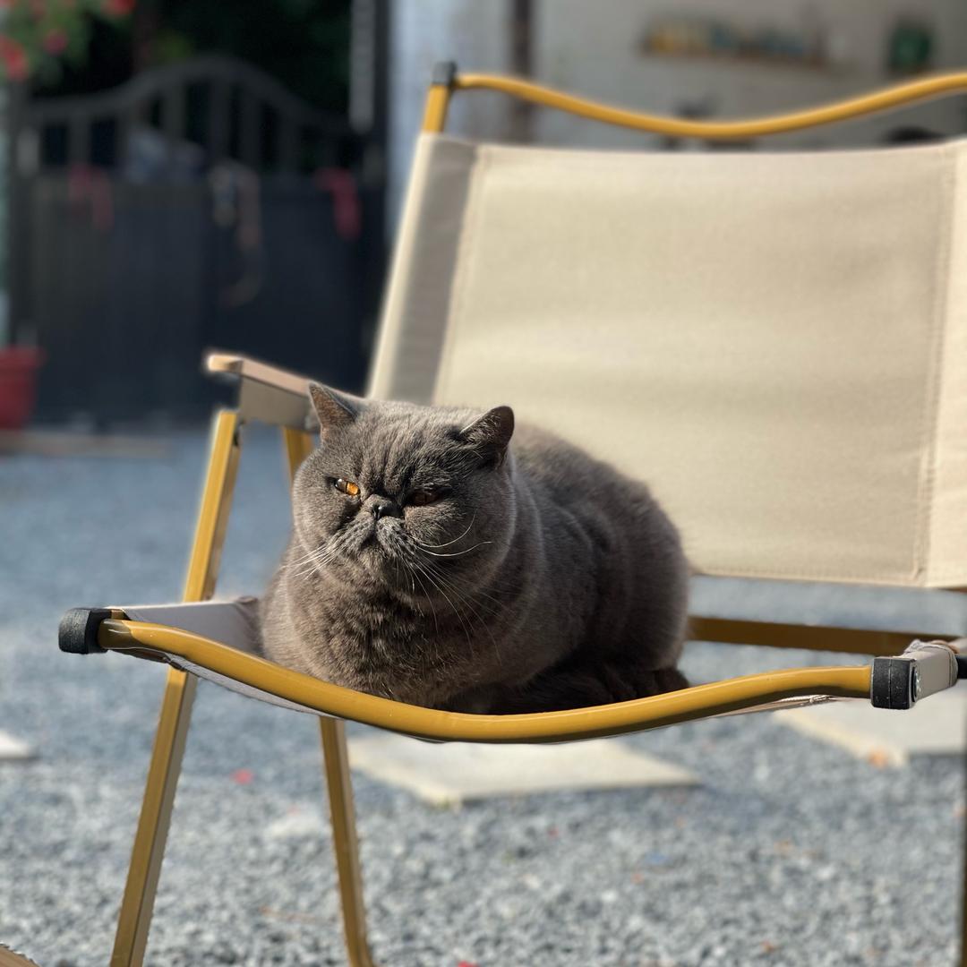 思予的龙猫小院