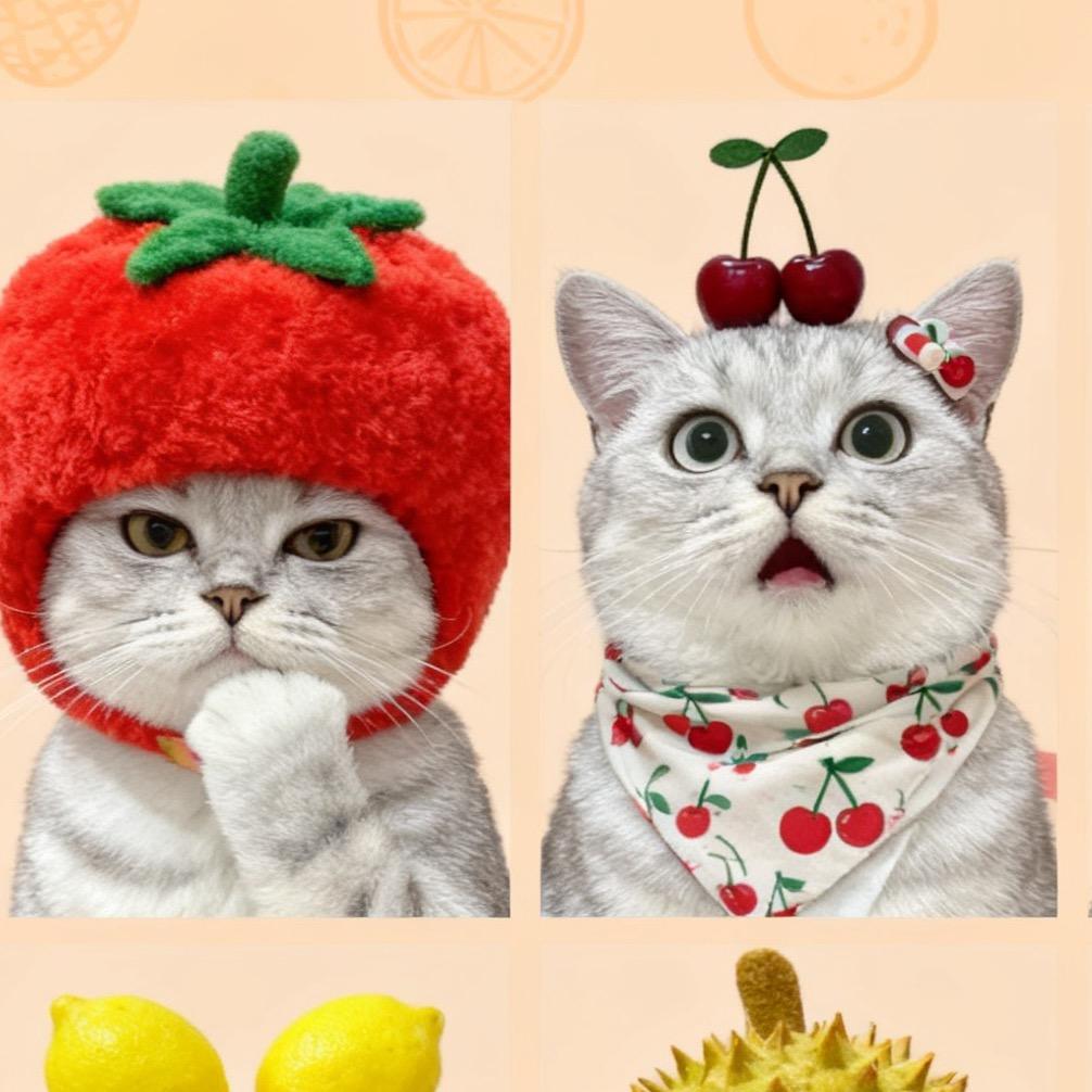 招财是只猫猫