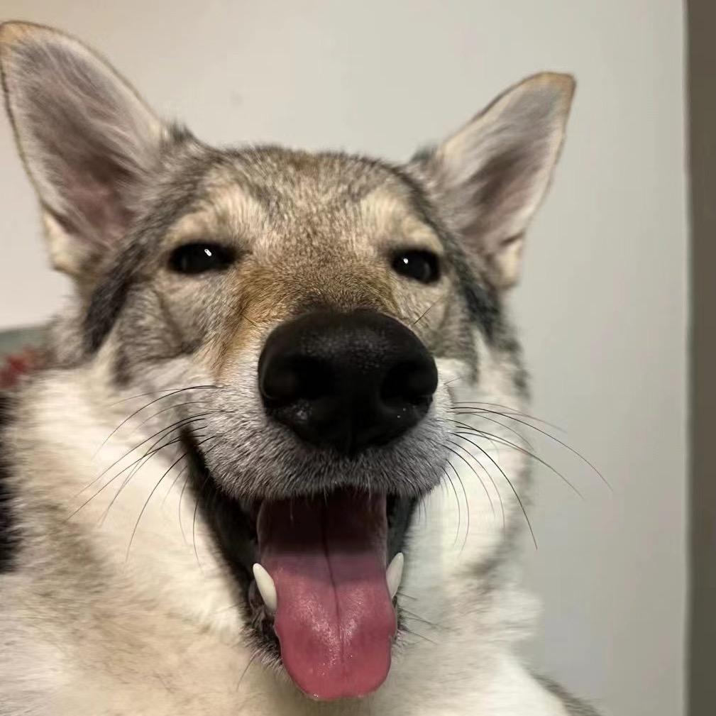 Roxy不是兔子狗