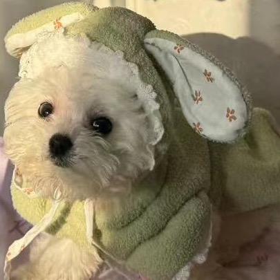 椛