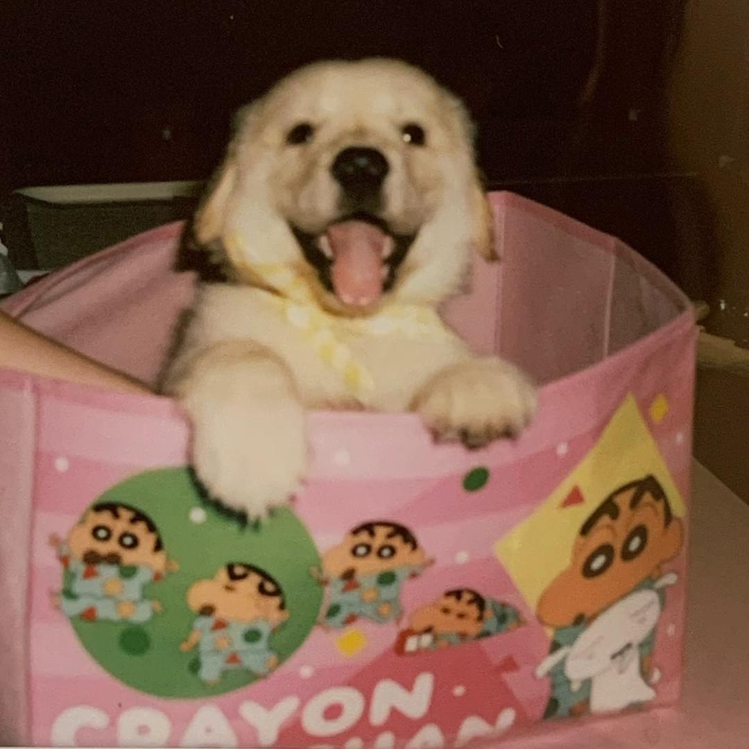 麻辣狗狗
