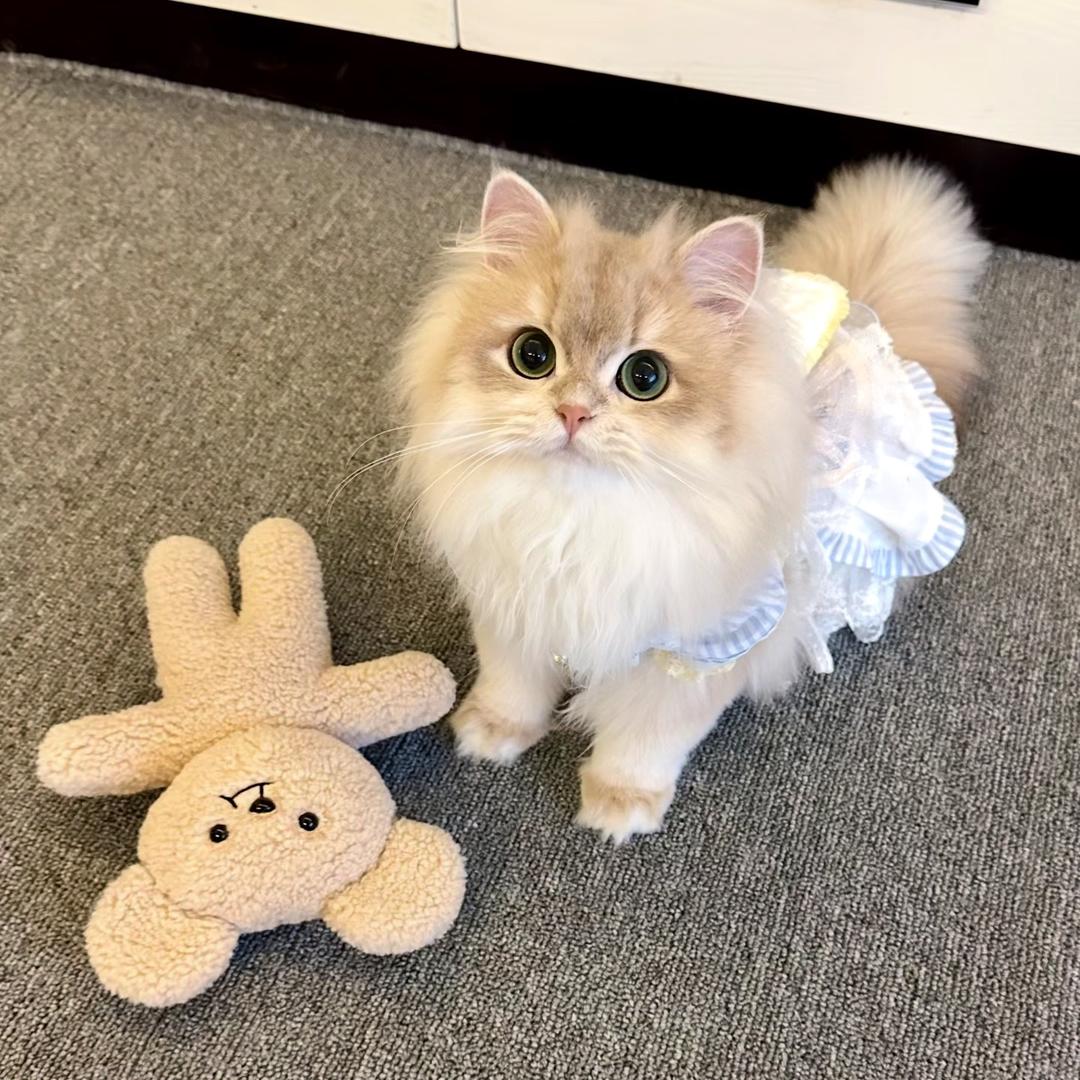 曼曼猫猫