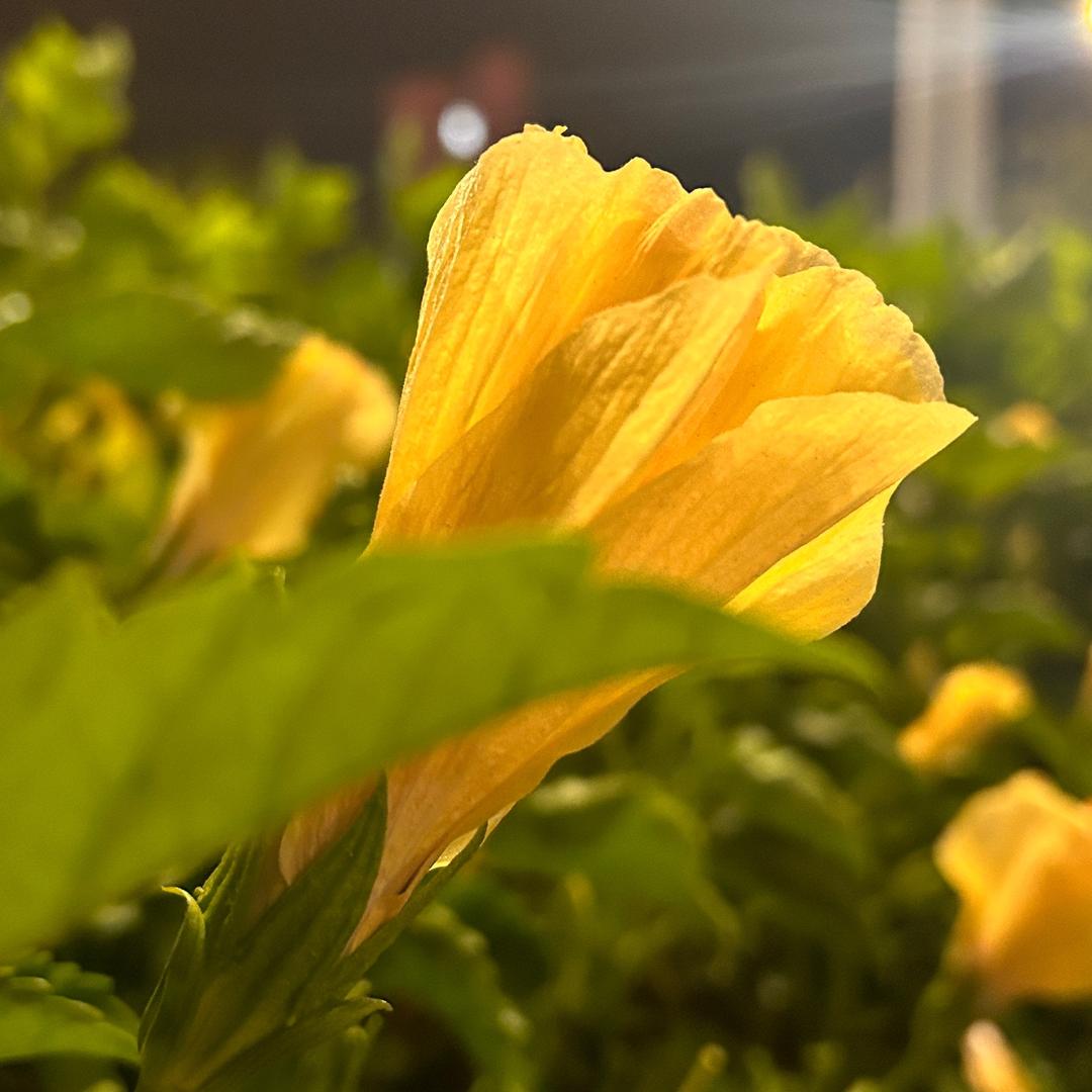 大侠（脑洞大开）