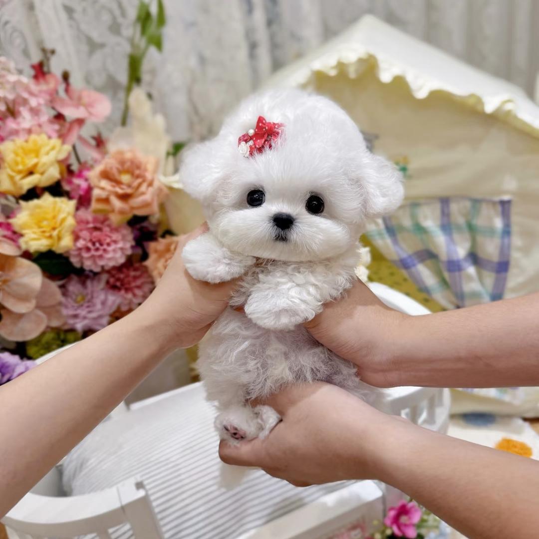 东尼家的韩系比熊