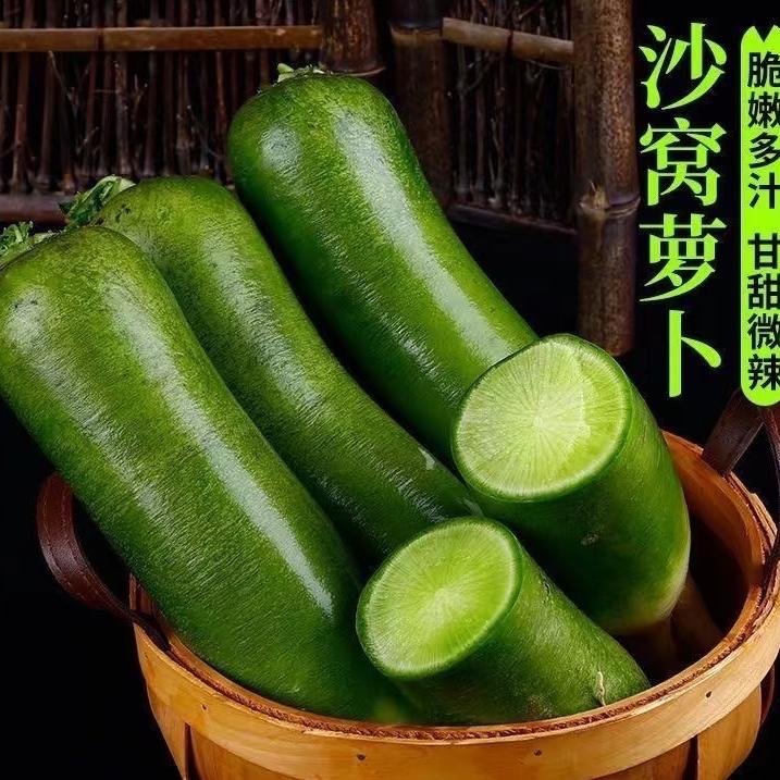 老鱼沙窝萝卜（天星2号）