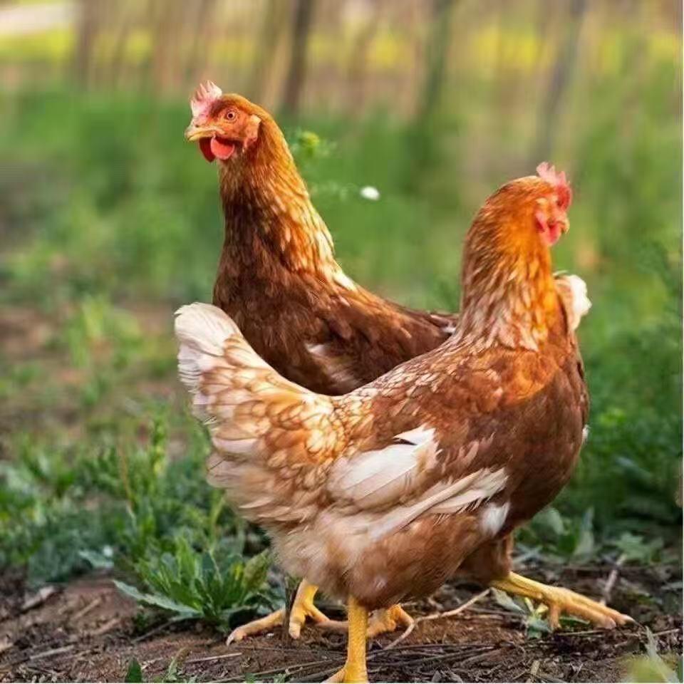 永城盛朋牧业优品小铺