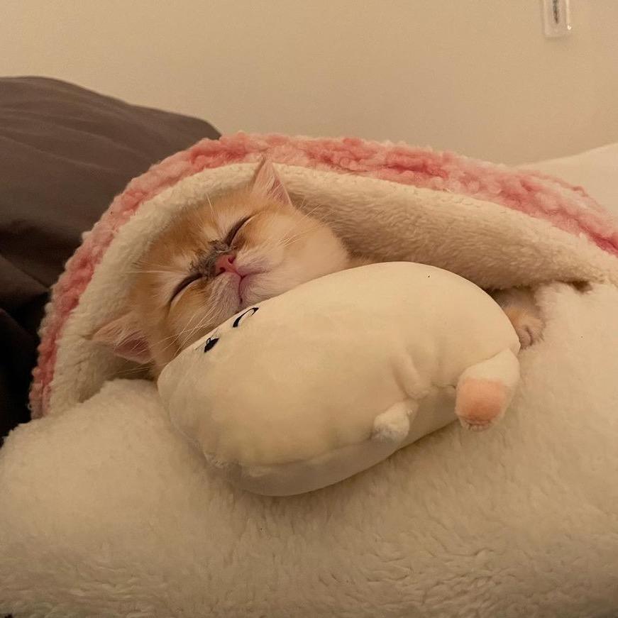 一只珍珠ioi