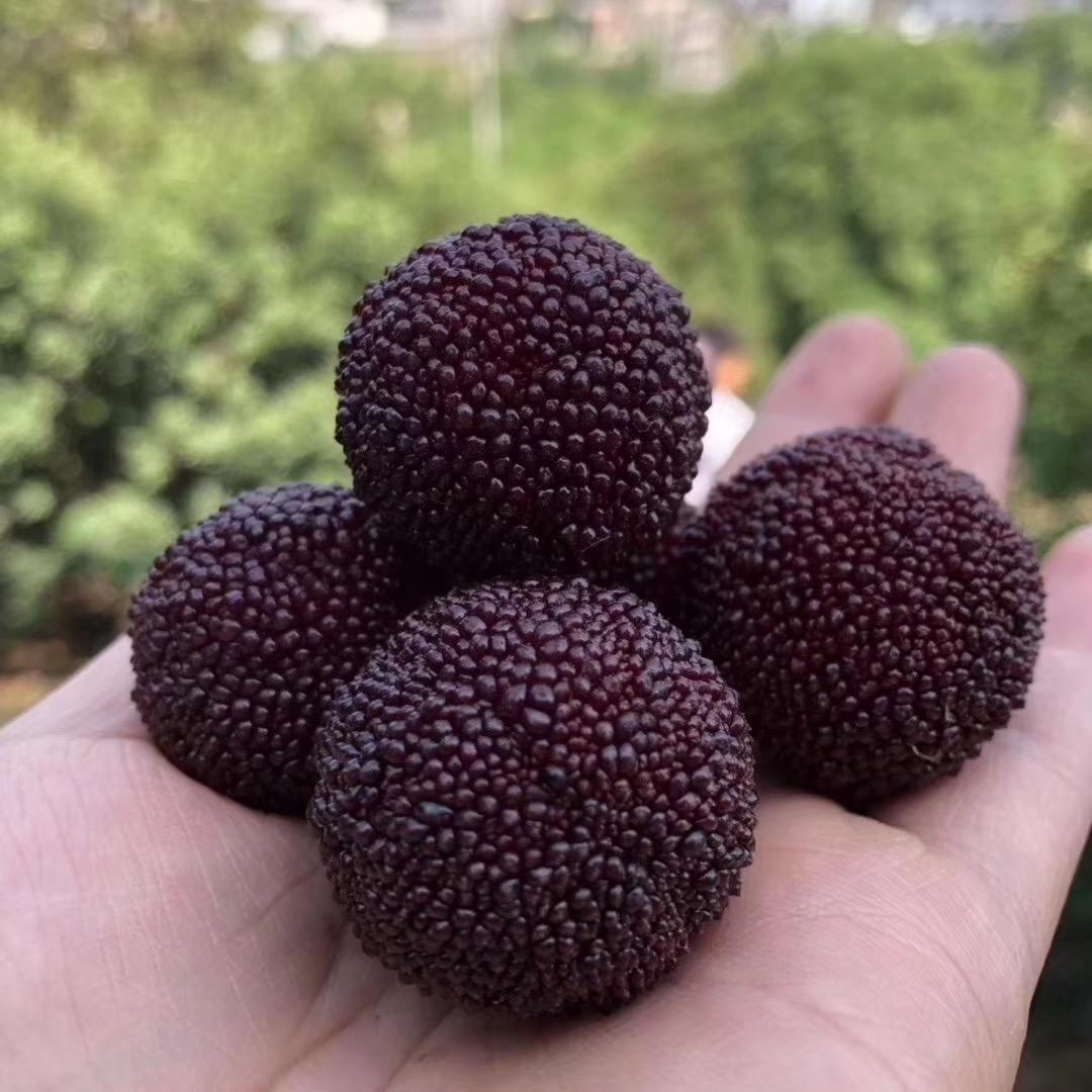 慈溪杨梅瑶瑶