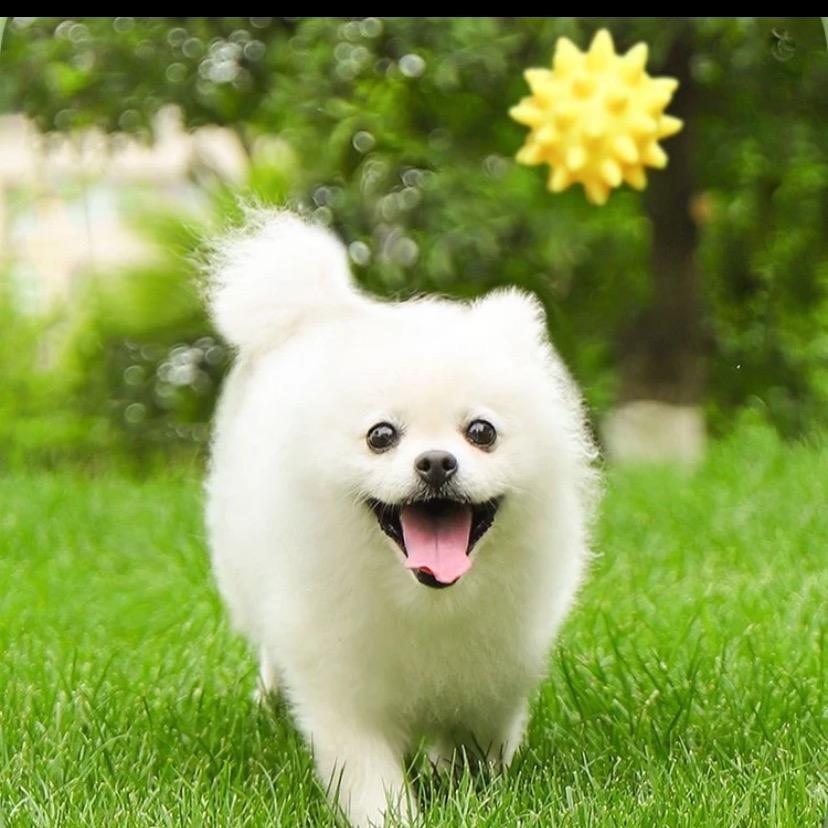 汪汪咪宠物用品