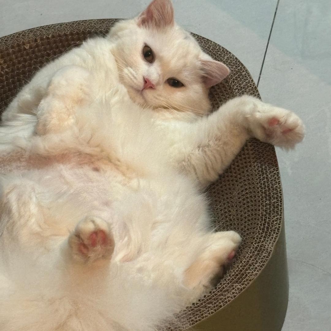 假情