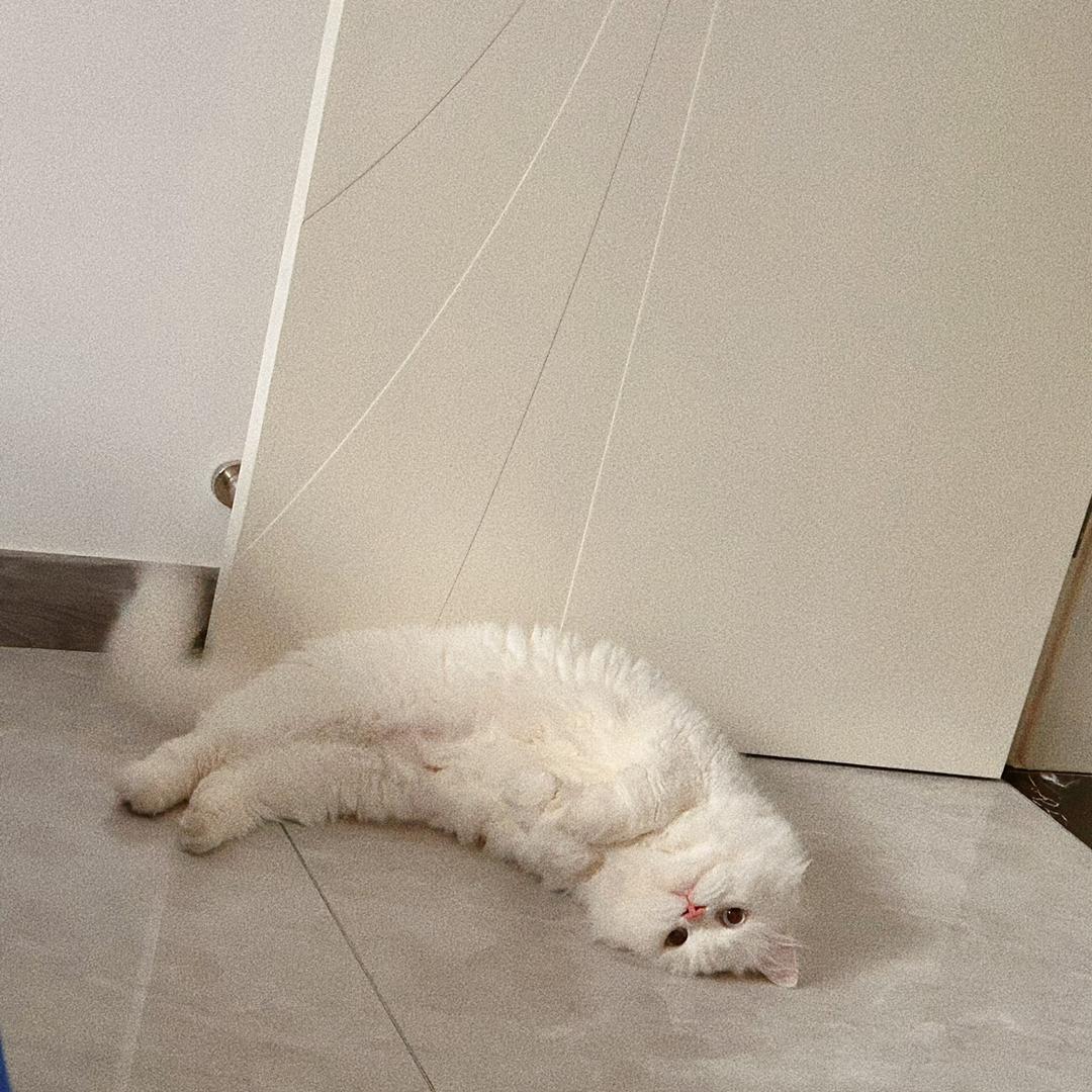 毛蛋儿是猫