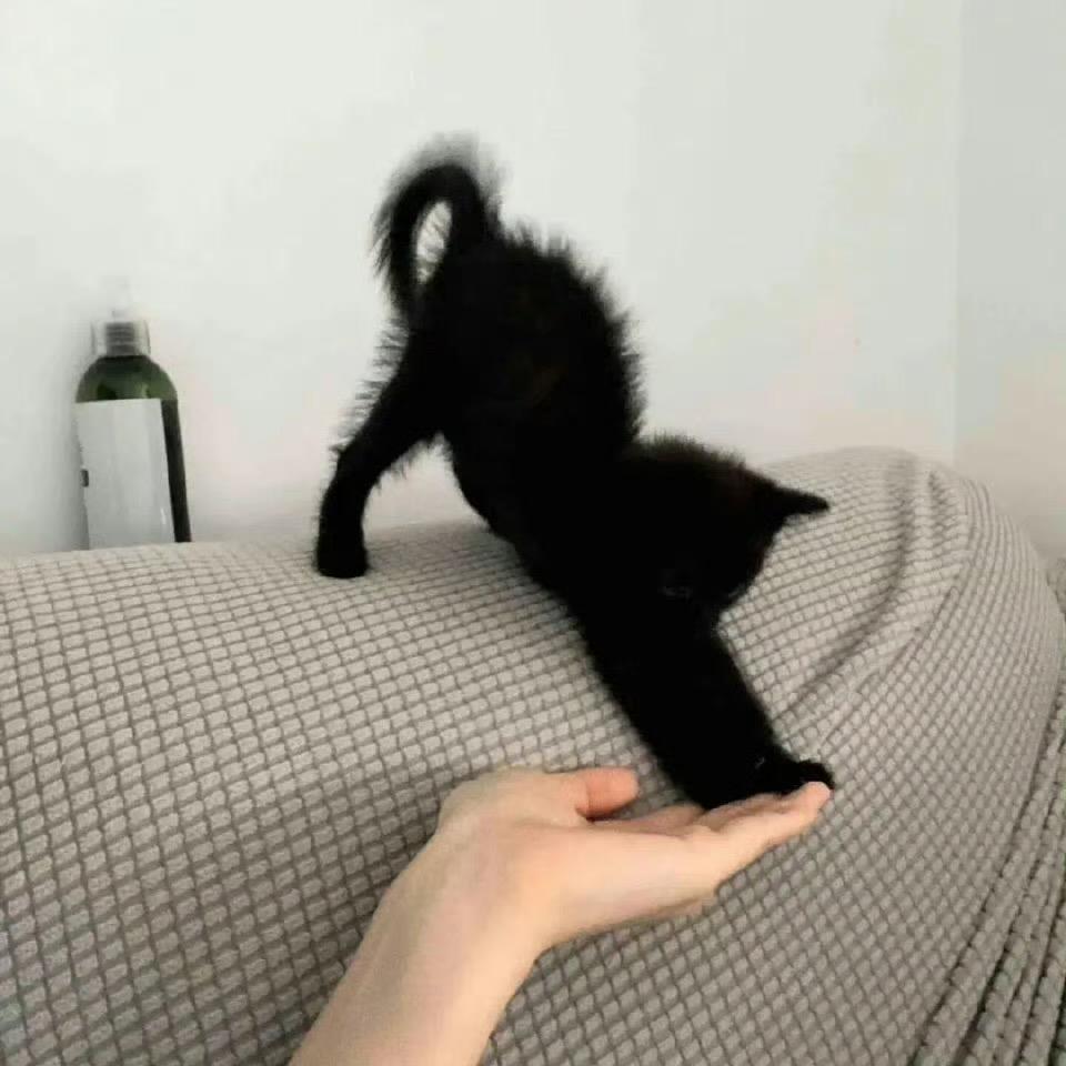 茯苓