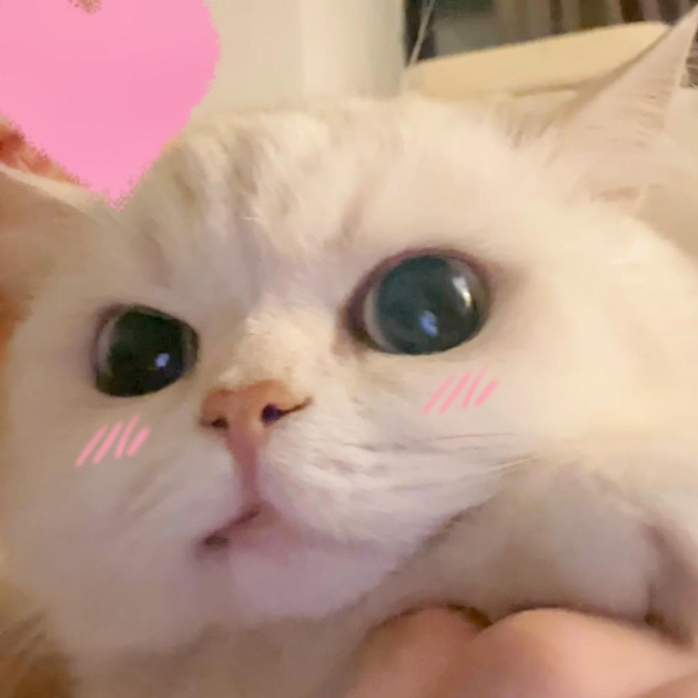 一颗小奶团