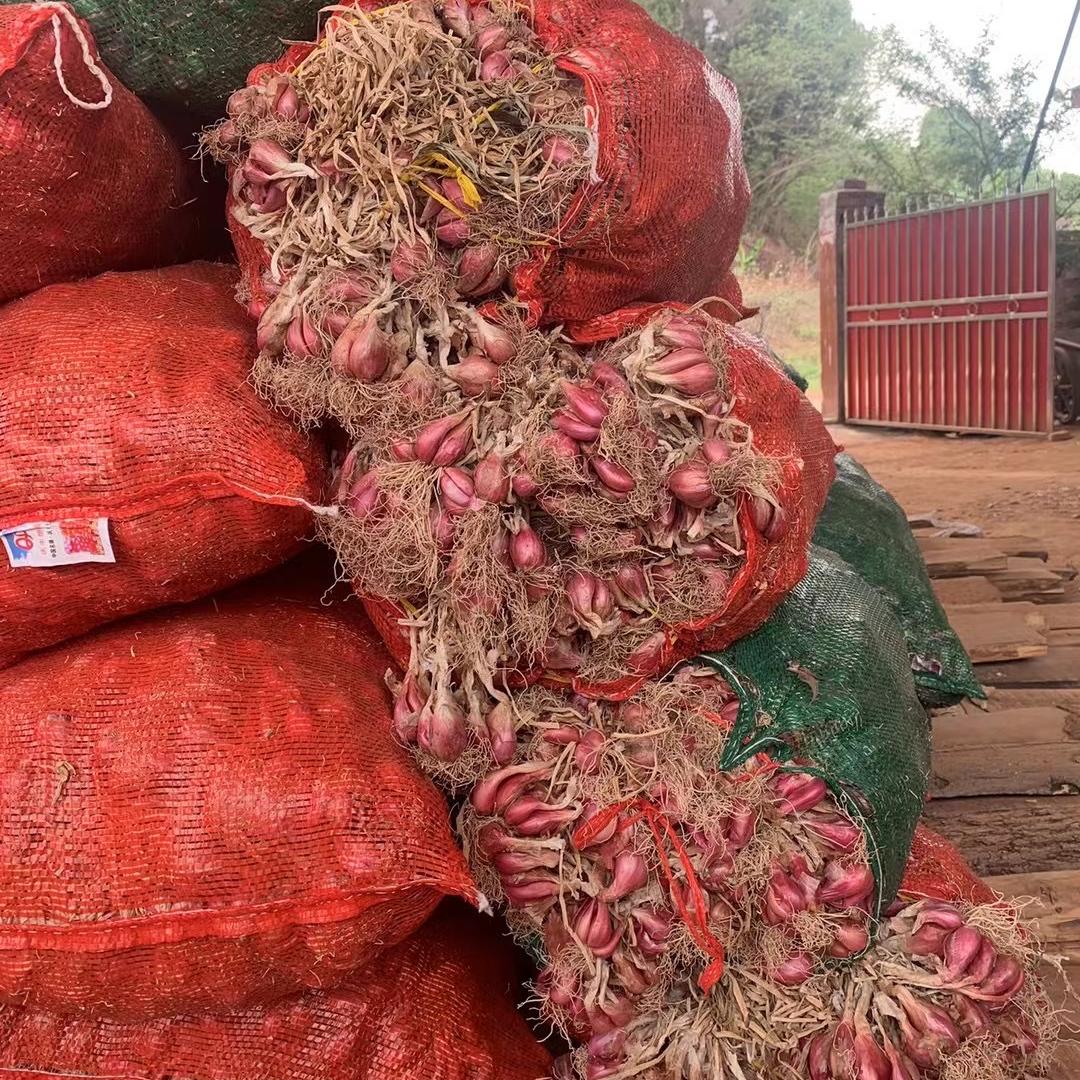 南啵丸花卉旗舰店