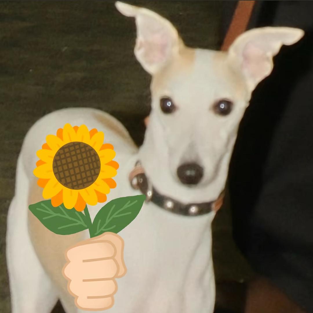 手拿🌻爱你😘